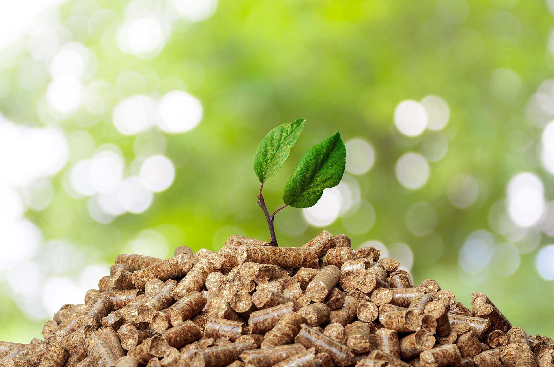 Biomass Briquettes 2